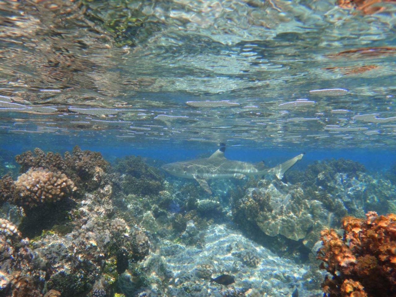 ホテルTe Anahau Piti Paea エクステリア 写真